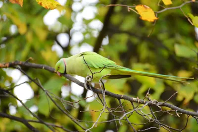 DSC_0501 (Large).JPG